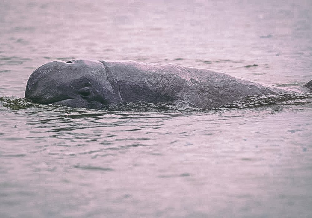 The Irrawaddy dolphin Mekong subpopulation is the largest of only five remaining critically endangered freshwater populations of this species in the world, according to the WWF.
Photo: Stefan Brending/Wikicommons