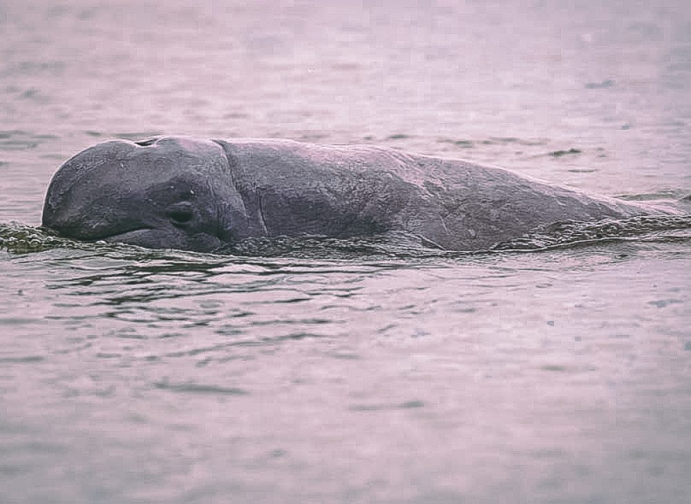 The Irrawaddy dolphin Mekong subpopulation is the largest of only five remaining critically endangered freshwater populations of this species in the world, according to the WWF.
Photo: Stefan Brending/Wikicommons