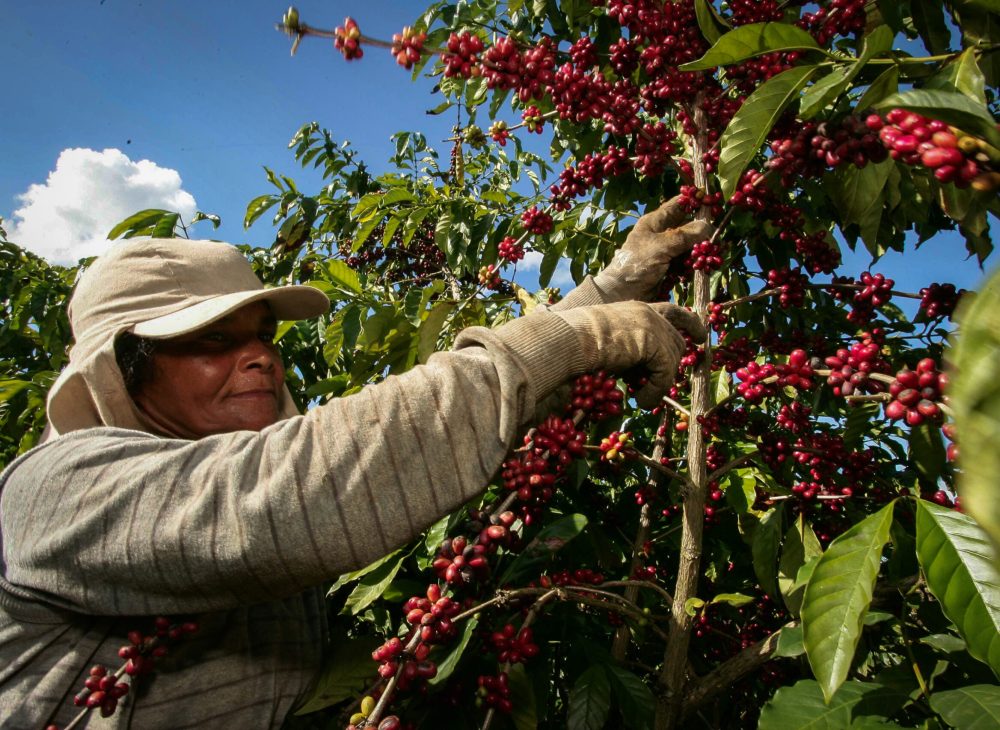 A farmer harvesting coffee in a plantation located in Itabala, Brazil. One of the largest exported agricultural products in the EU-Mercosur deal.
Photo: Joa Souza/Dreamstime