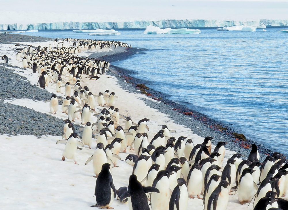 Antarctica is not habited by many humans, but it’s a very popular spot for penguins. 
Photo: Tam Warner Minton/Unsplash