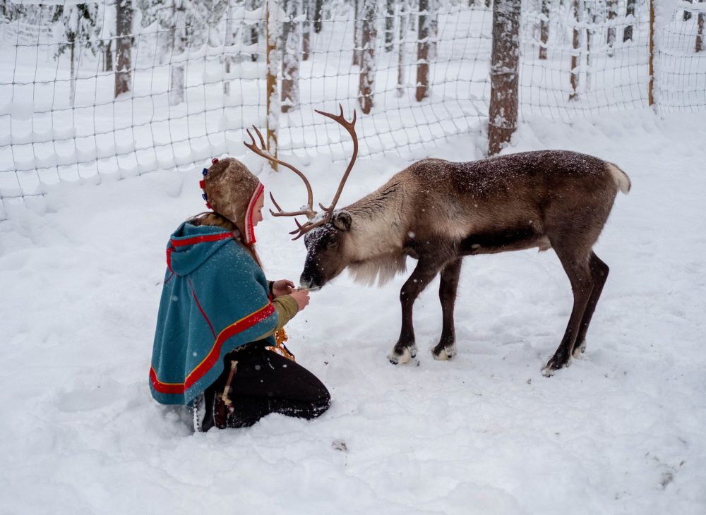 The Sami language is not the only cultural element that has survived through generations. Reindeer herding is also a proud tradition.
Photo: Nikola Johnny Mirkovic/Unsplash
